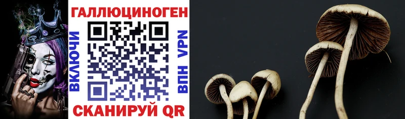 Купить закладки  Нерчинск  Галлюциногенные грибы Cubensis 